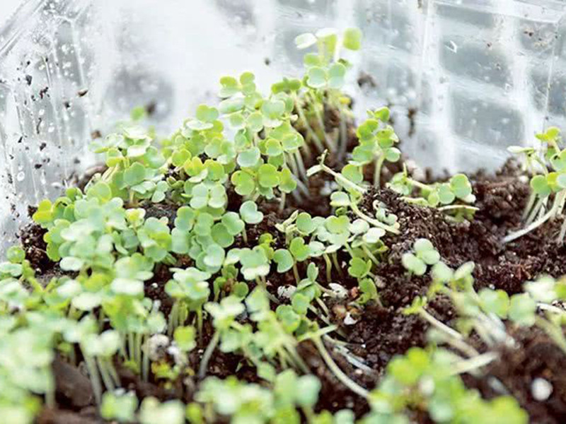 便携式植物营养测定仪有什么用