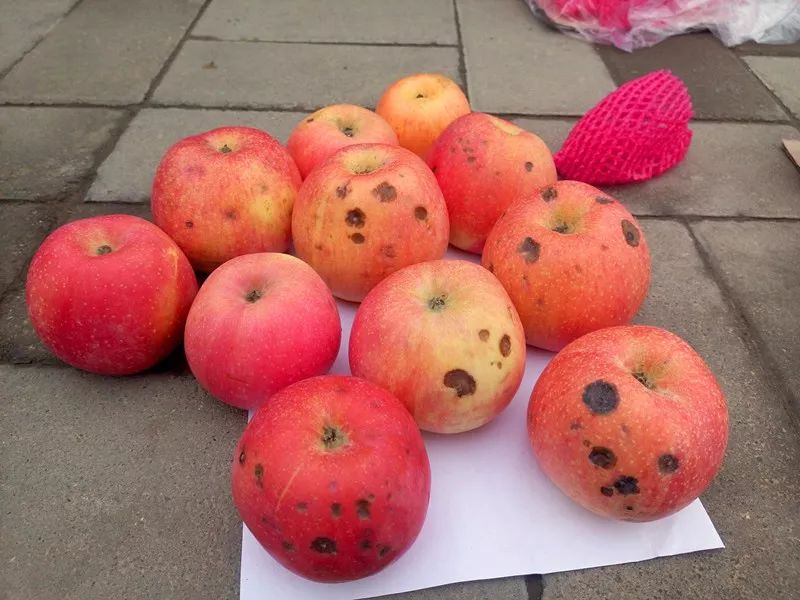 食品中的真菌毒素要怎么检测