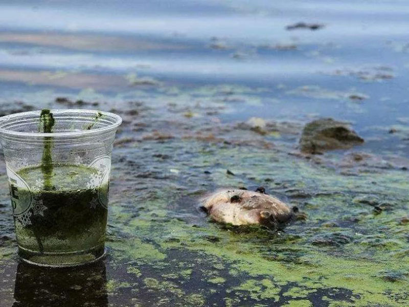 水质生物毒性检测仪可以测定工业排放污水吗