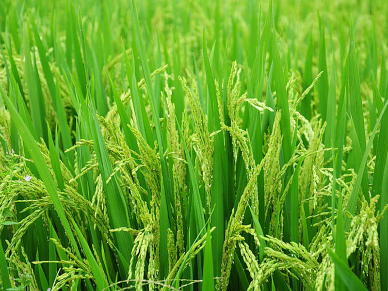 粮食重金属超标的原因及测定方法