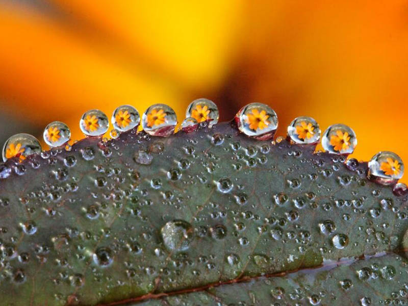 水质生物毒性检测标准（