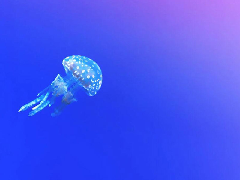 水质六价铬测定仪原理