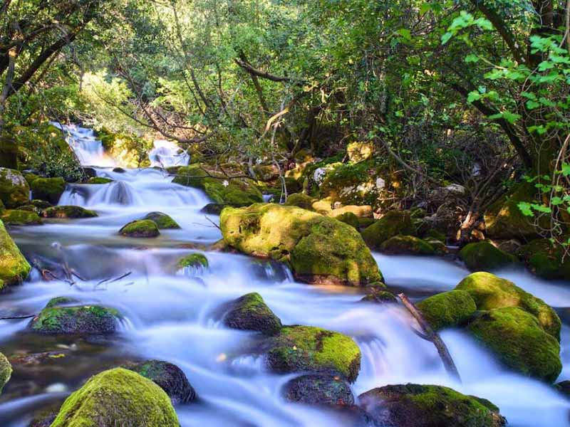 水中蓝绿藻分析仪原理