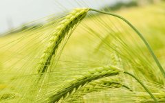 利用土壤养分测试仪了解土壤状况，实现科学施肥