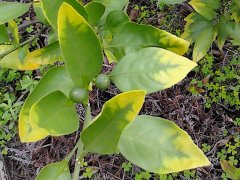 植物营养测定仪有助于控制农产品质量