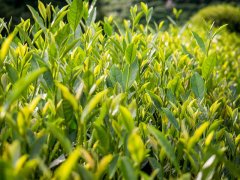 茶叶农药残留快速检测新方法