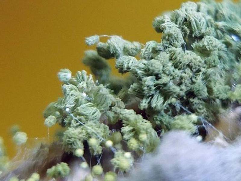 呕吐毒素对人体有怎样的危害