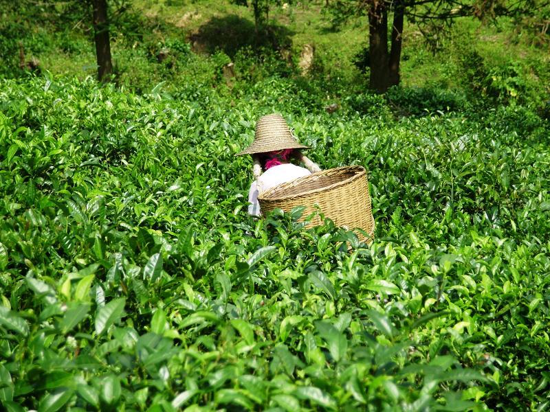 农药残留检测仪，茶叶中有多少农药残留