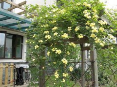 夏季在院子里种这种花，不仅好看还能驱蚊