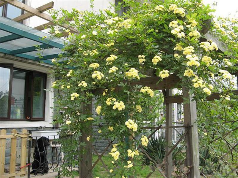 夏季在院子里种这种花，不仅好看还能驱蚊