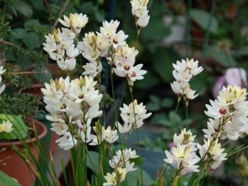 种植玉米百合，光照要合适