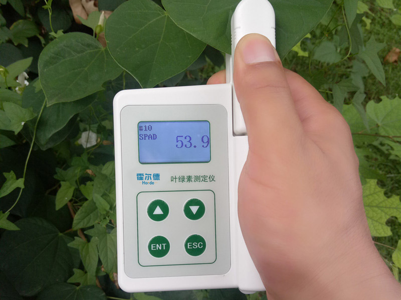 植物的叶绿素含量影响植物的生长