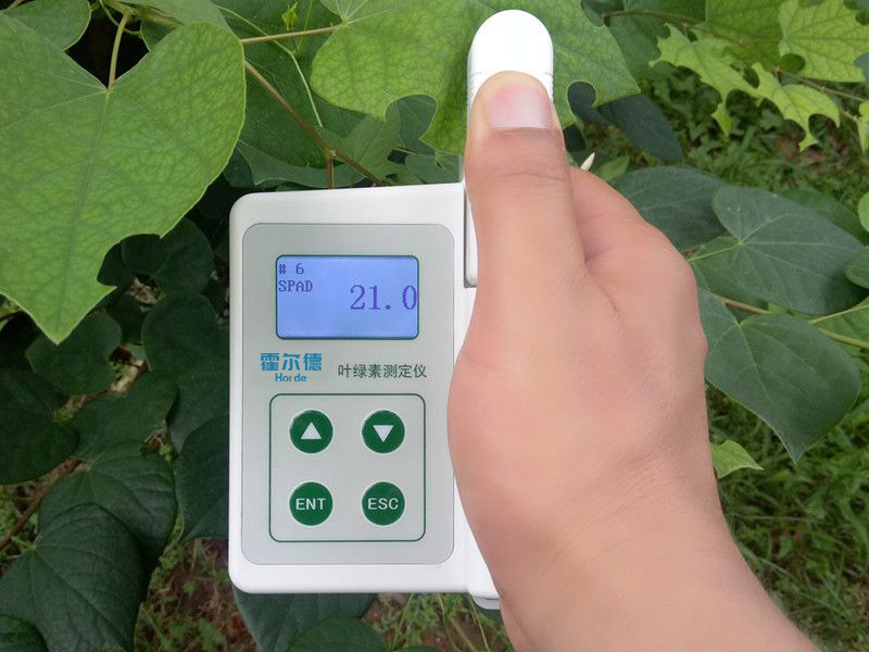 叶绿素含量会影响植物生长吗