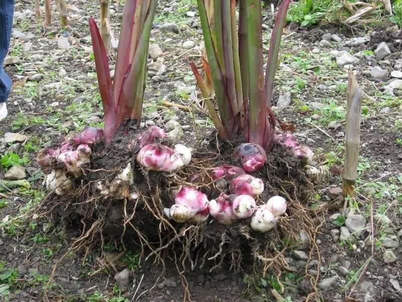 植物根系分析仪，用于根系形态和构造研究