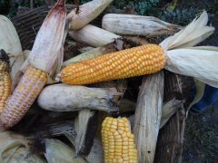 真菌毒素快速检测仪快速、准确定量检测